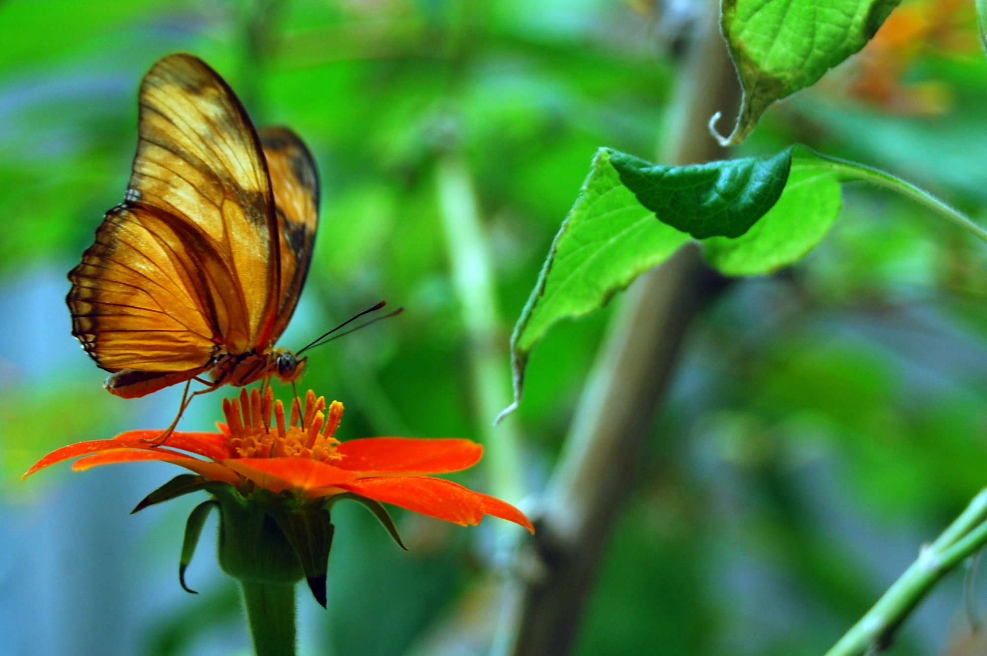 the erfly is orange and yellow, flying over a bright flower