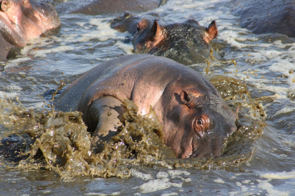hippo is laying in the water near another one