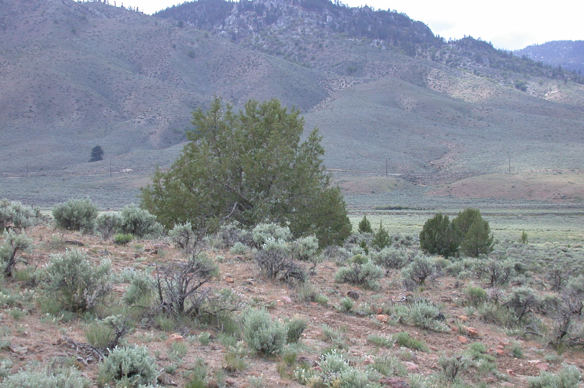 a horse standing on a hill with some bushes and trees