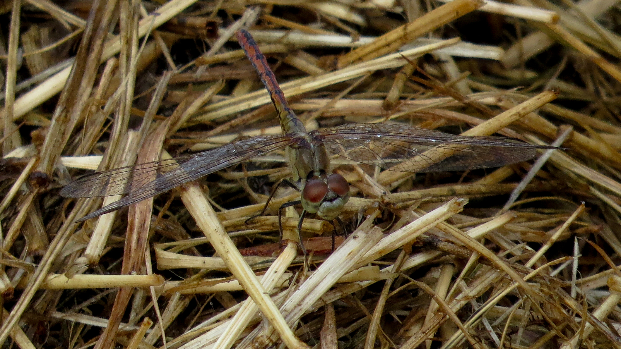 there is a small dragon fly in the grass