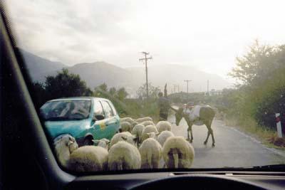there is a car passing by the herd of sheep