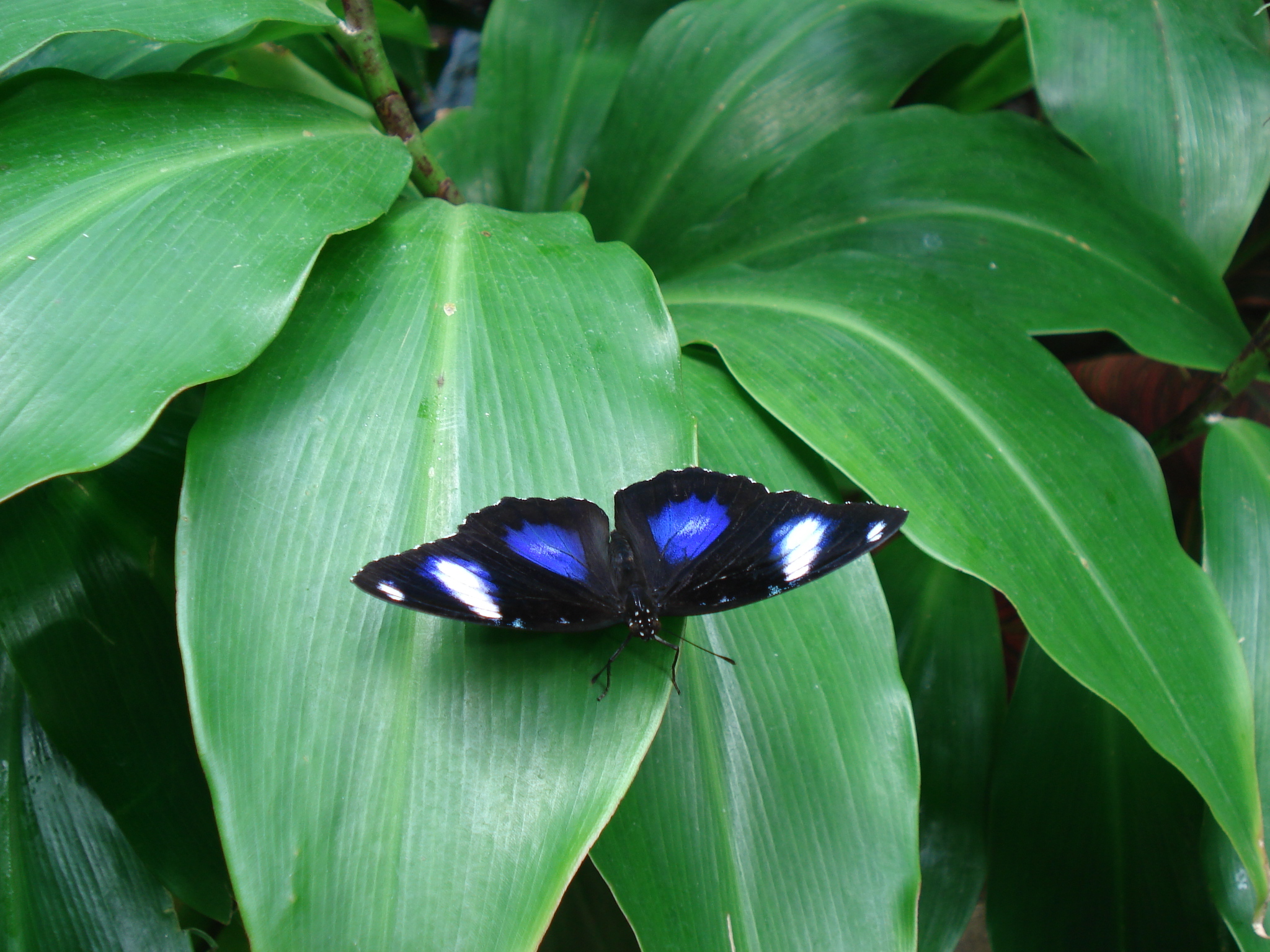 a blue and white erfly on a large leaf