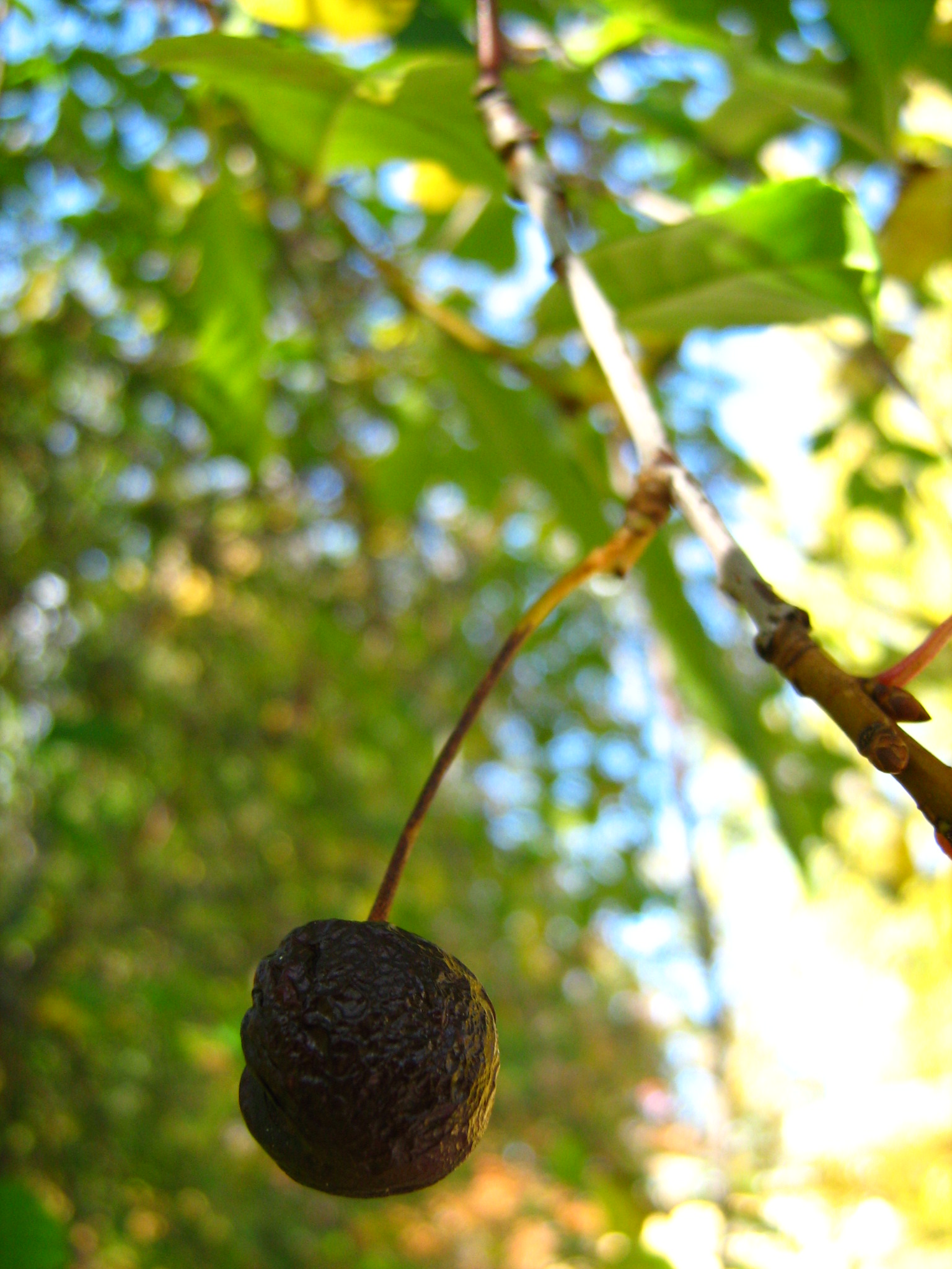 an avocado hanging from a tree outside