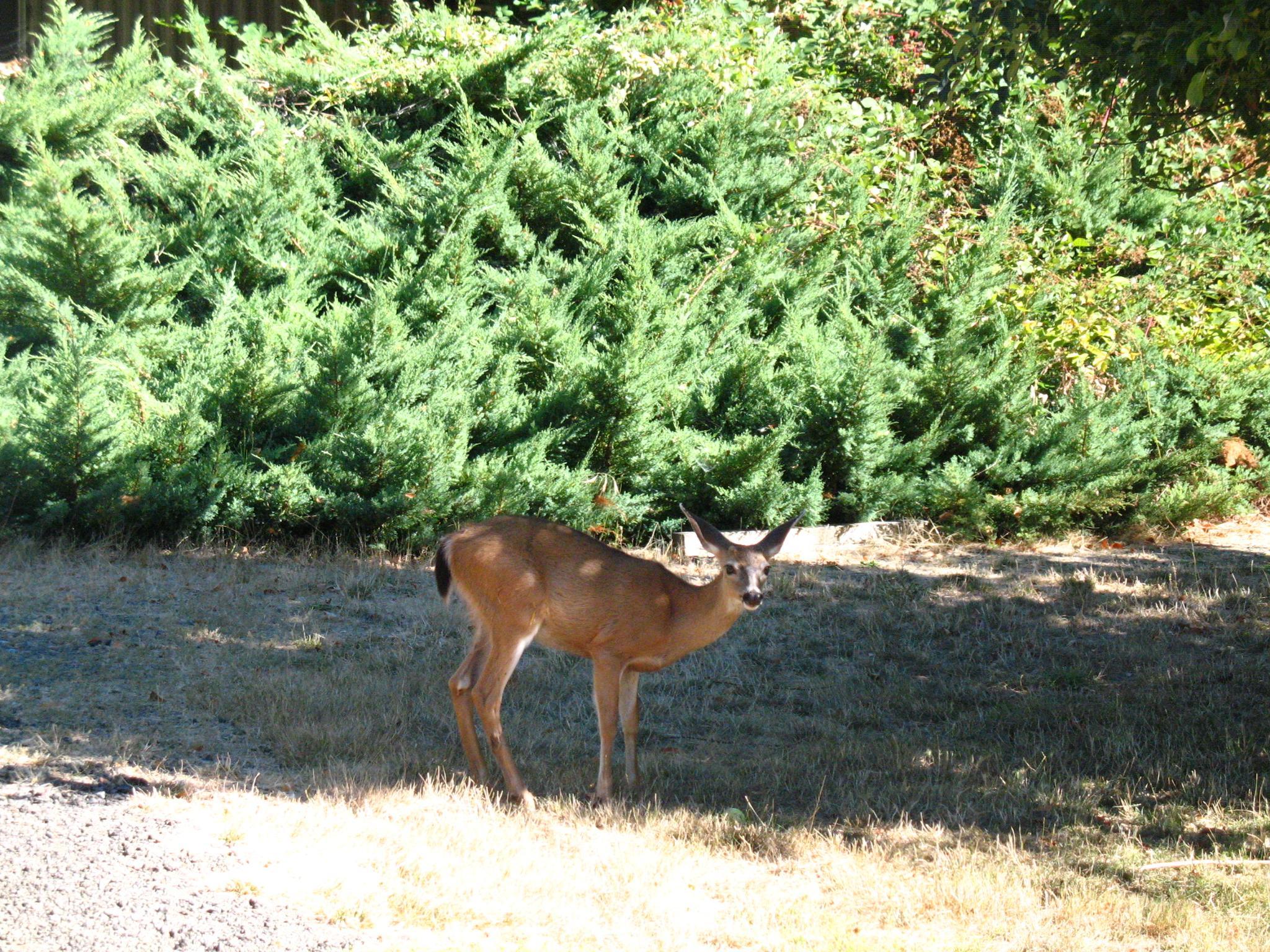 an adult deer standing in a clearing near a wooded area