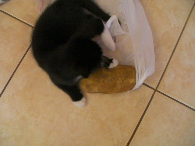 a black and white kitten chewing on a bag