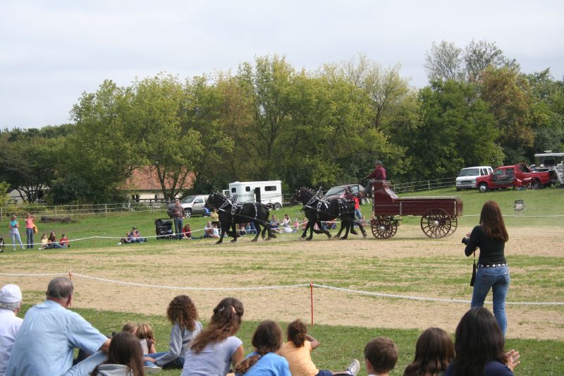 horse drawn carriages driving down the street while spectators look on