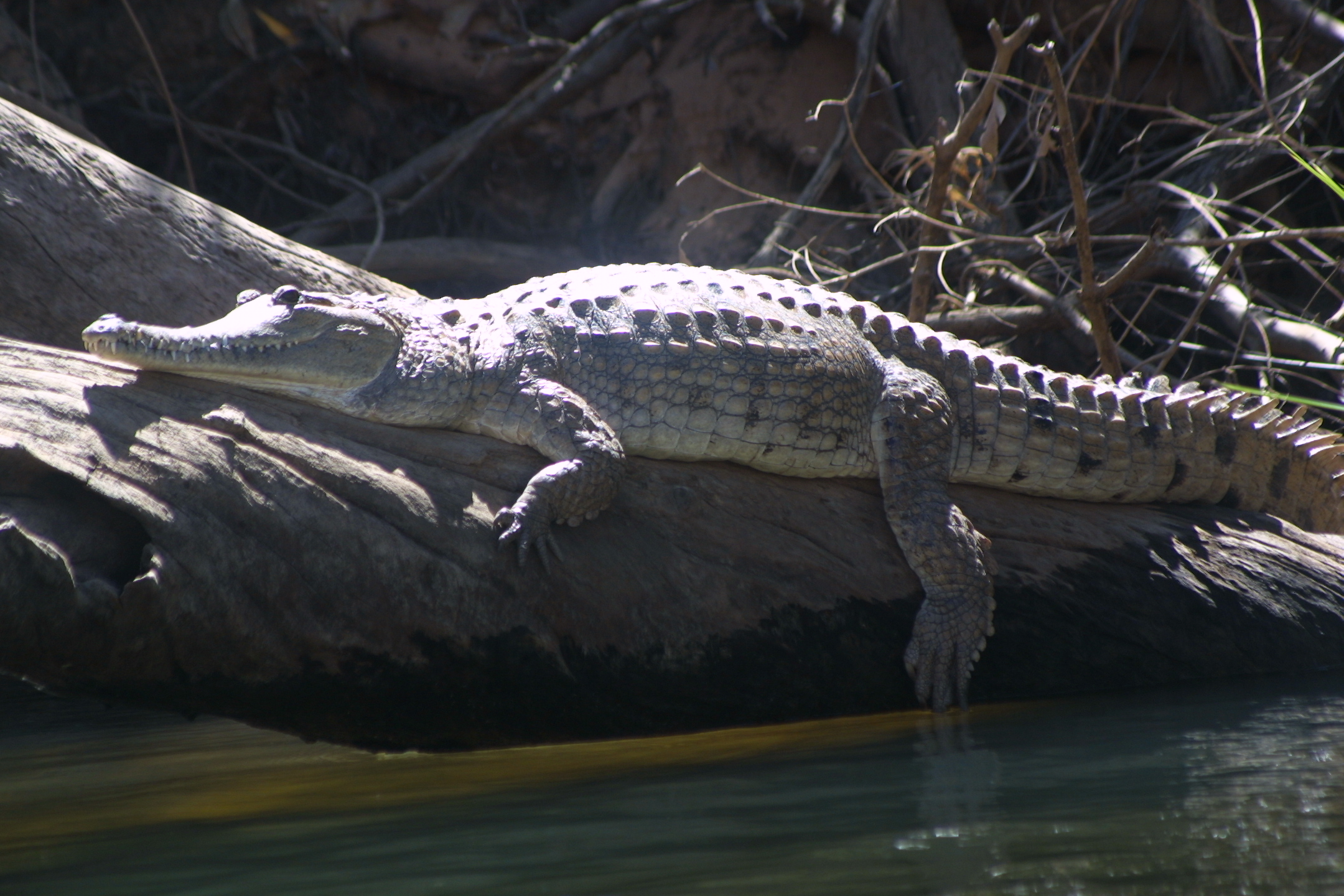 the large alligator is lying on the nch of a rock