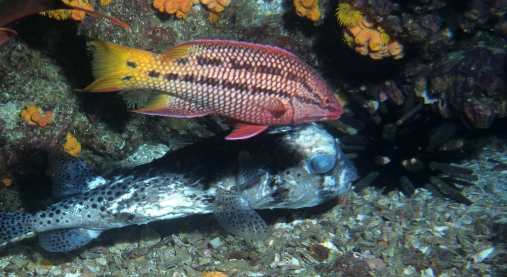 colorfully striped fish swimming amongst coral and sponge in ocean