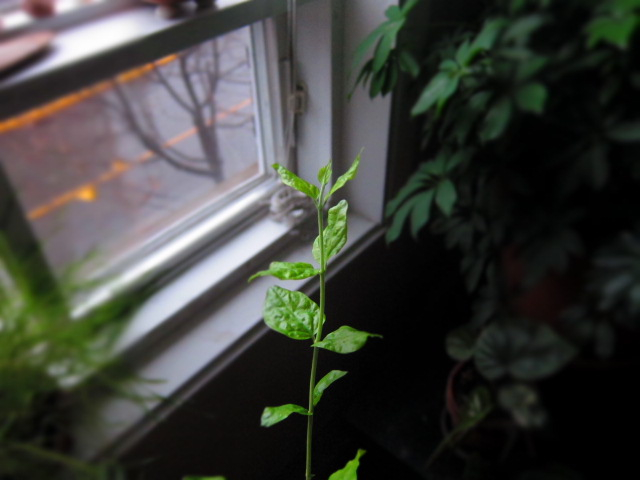 a green plant sitting on a window sill