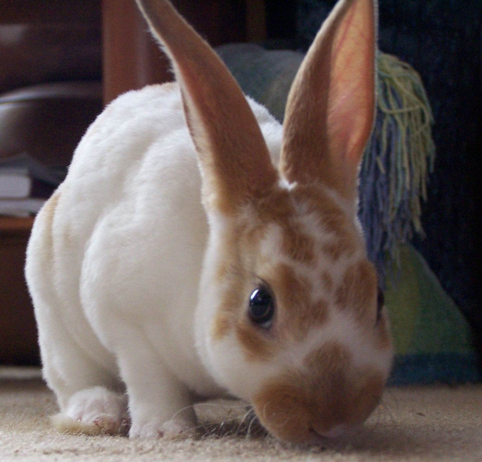 a bunny with some long ears stands on the floor