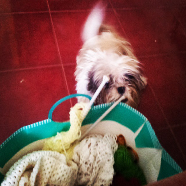 a small brown dog playing with toy stuff on the floor