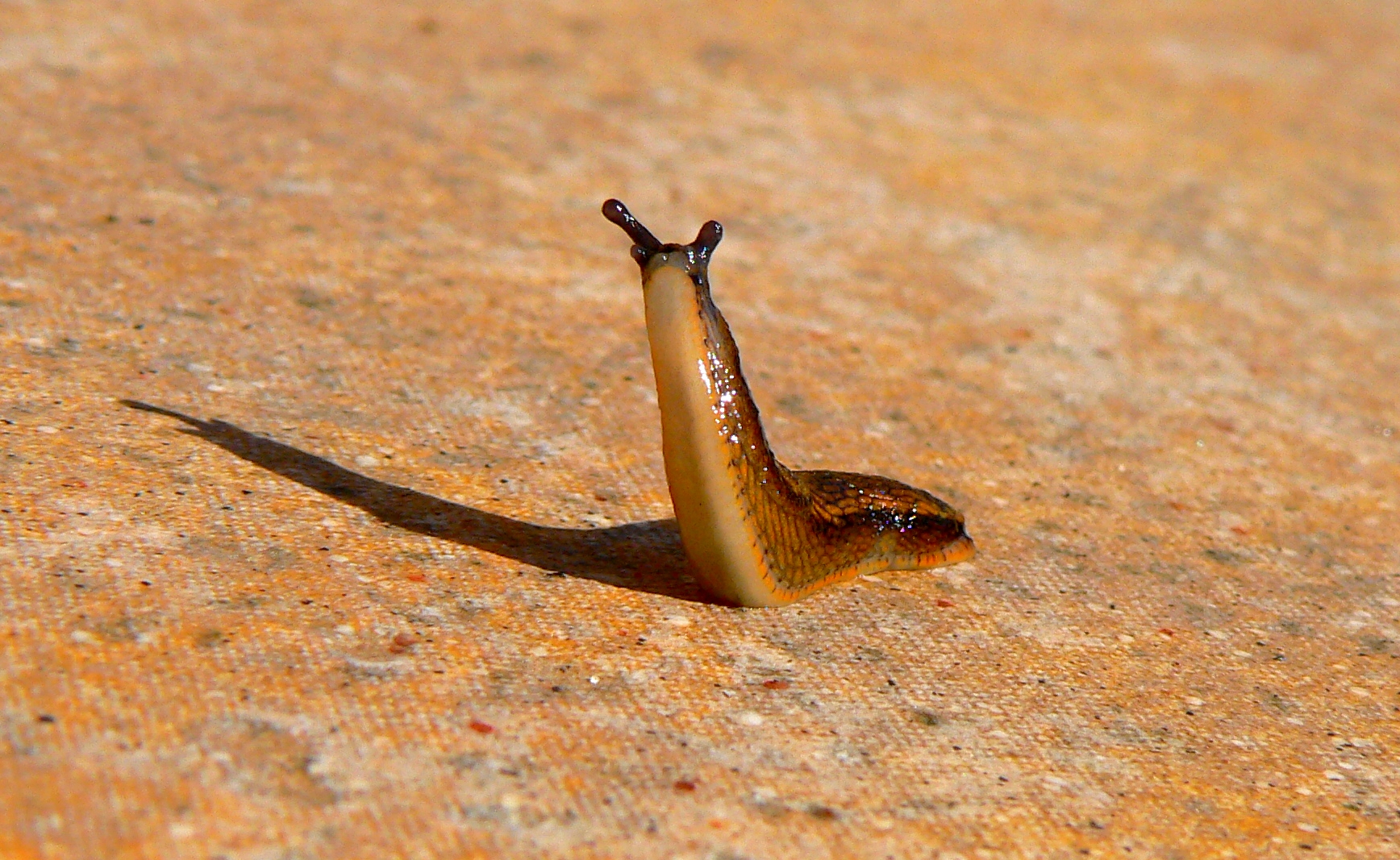 a snail has found its place on the sidewalk