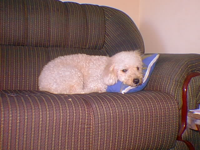 a dog laying on top of a blue pillow
