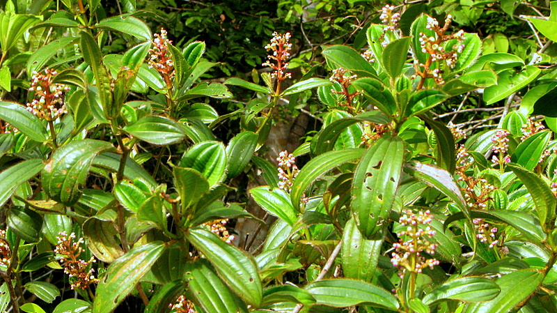a bush with lots of green leaves and white flowers