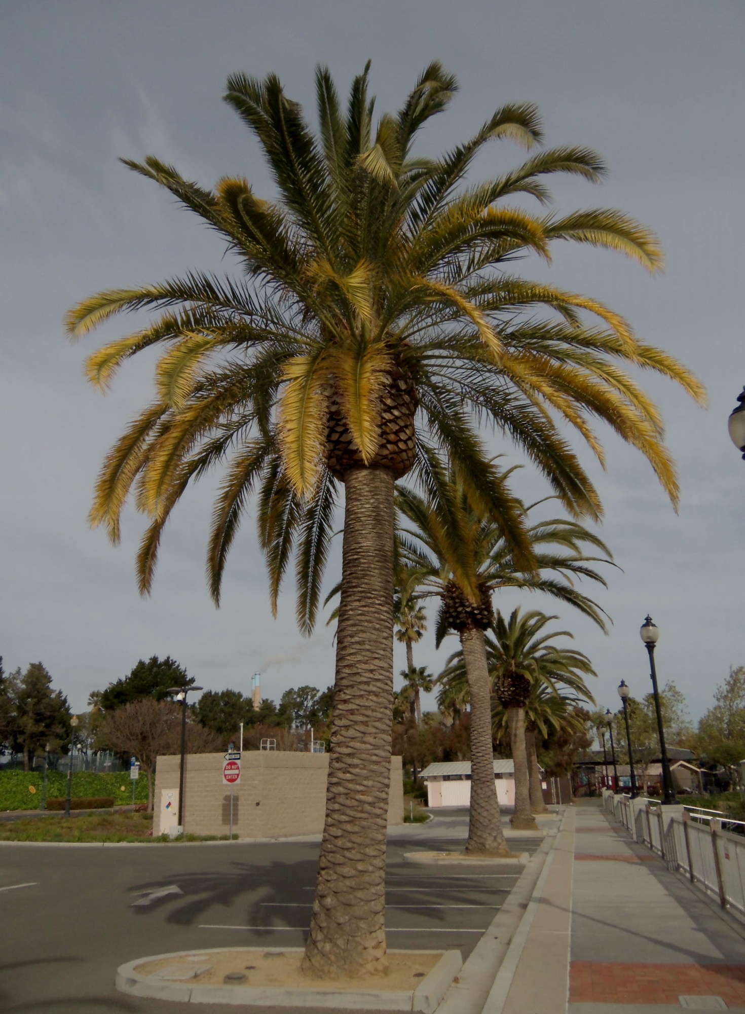 the palm tree is in front of a building