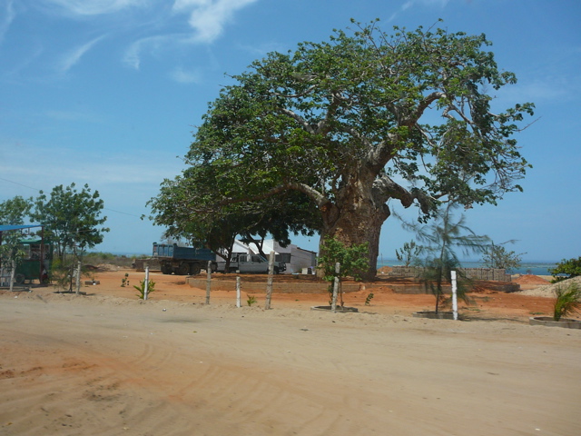 a big tree in the middle of nowhere