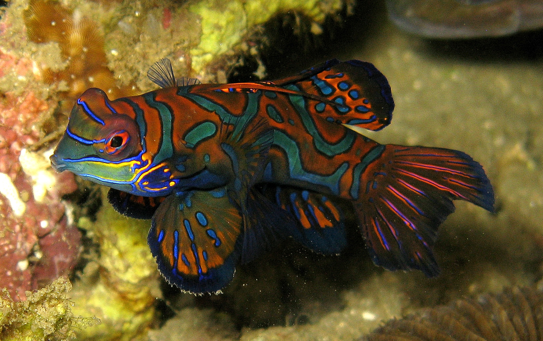 an orange and blue fish next to a coral