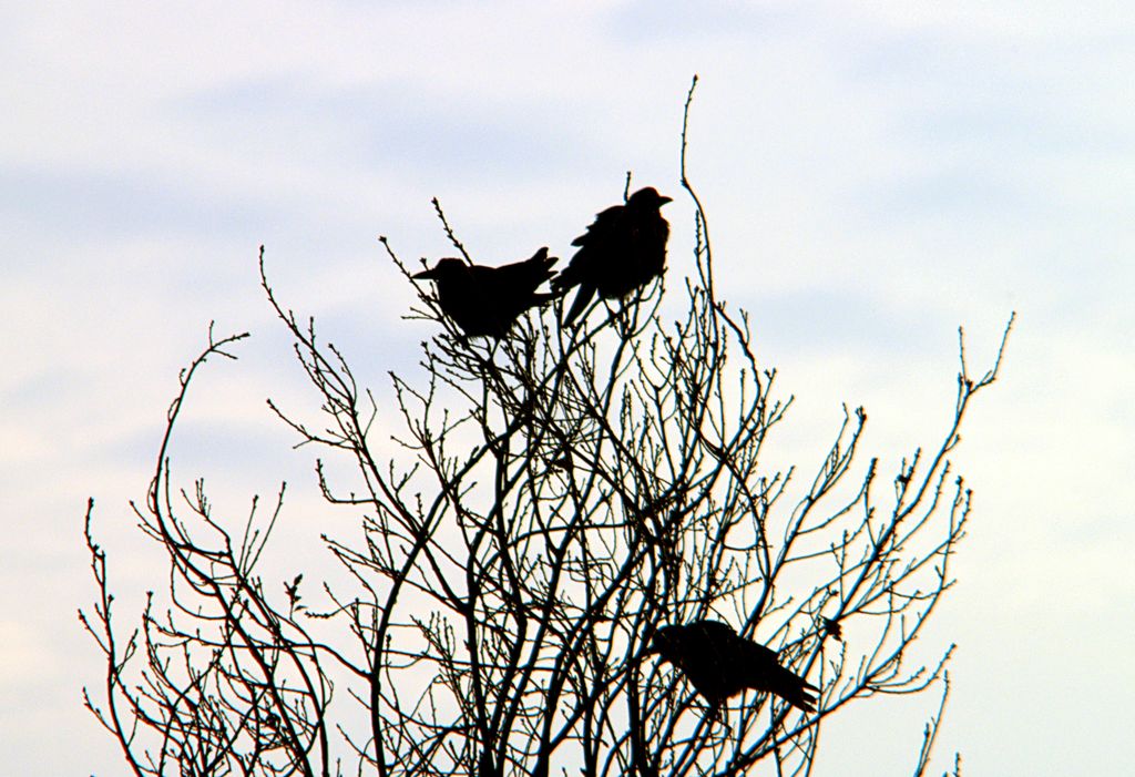 two black birds sitting in a tree looking around