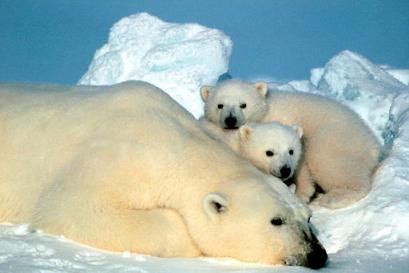 two polar bears are sitting in an igloo
