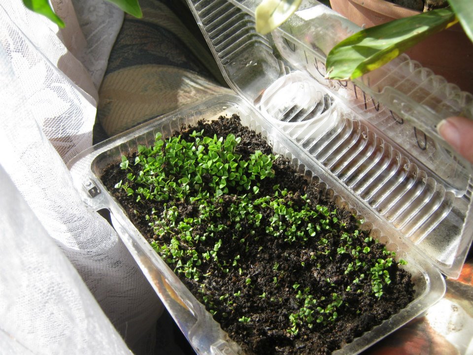 a clear container with soil and small plants inside