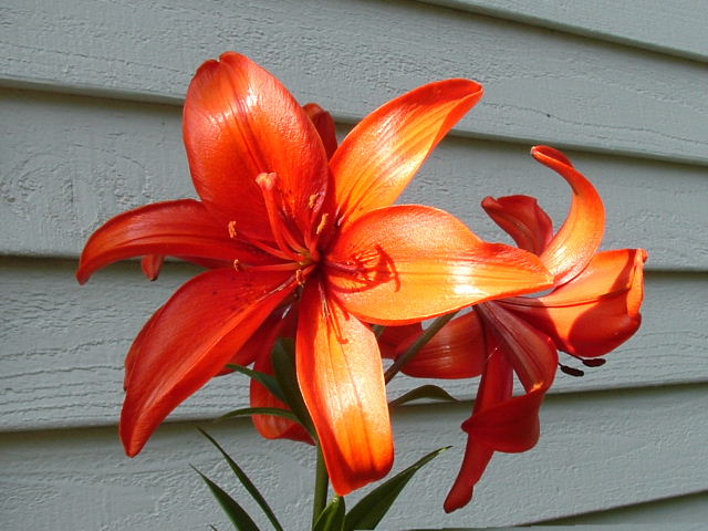 a large orange flower sitting in front of a house