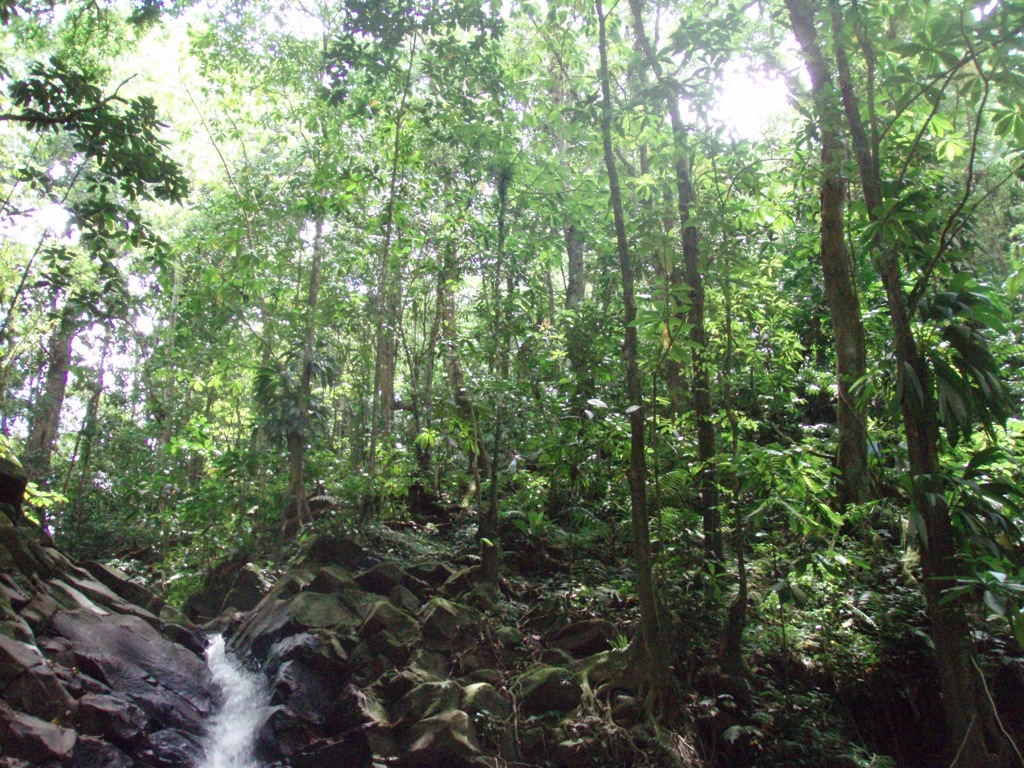 a small stream running through a green forest