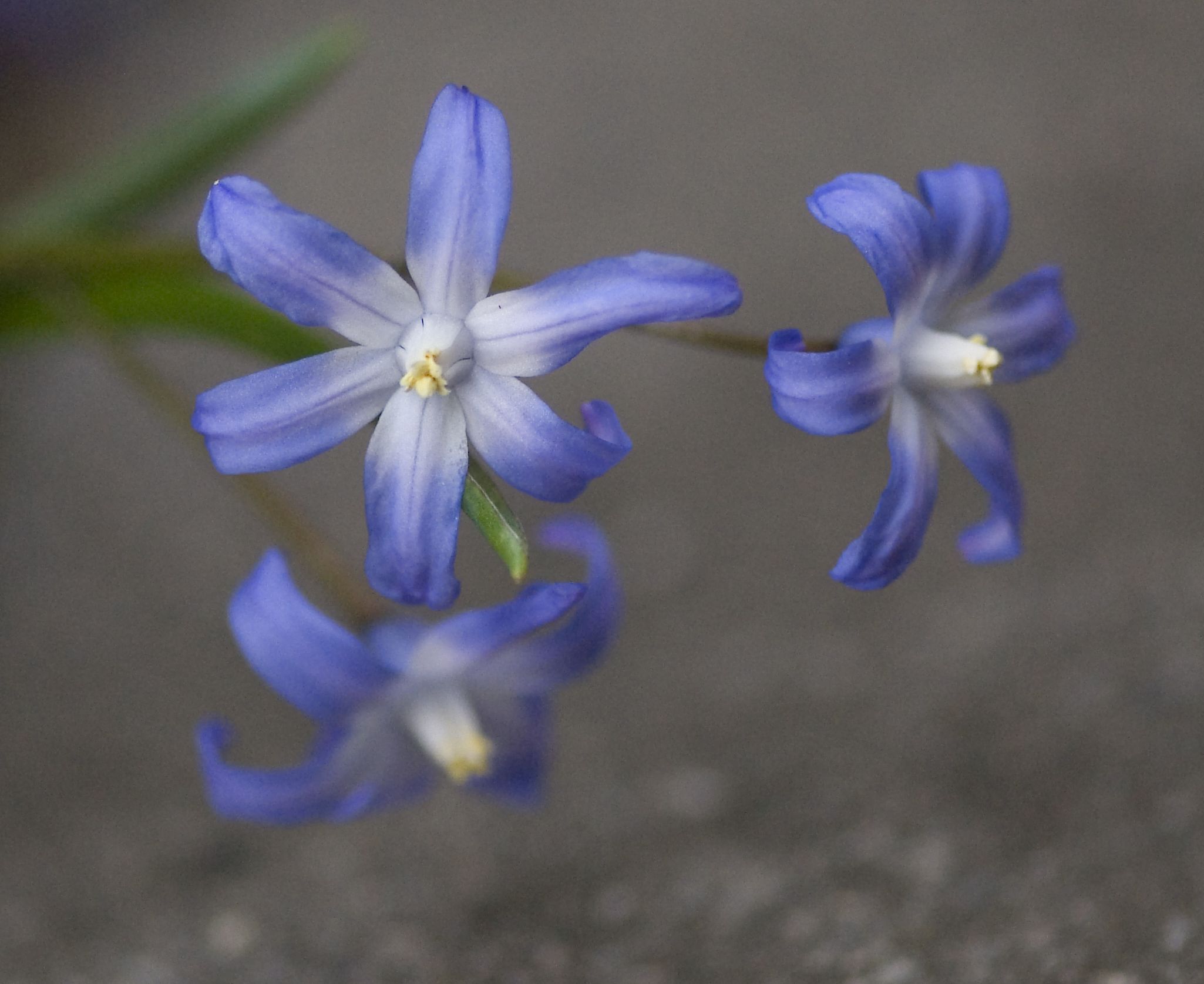a few small blue flowers that are on the pavement