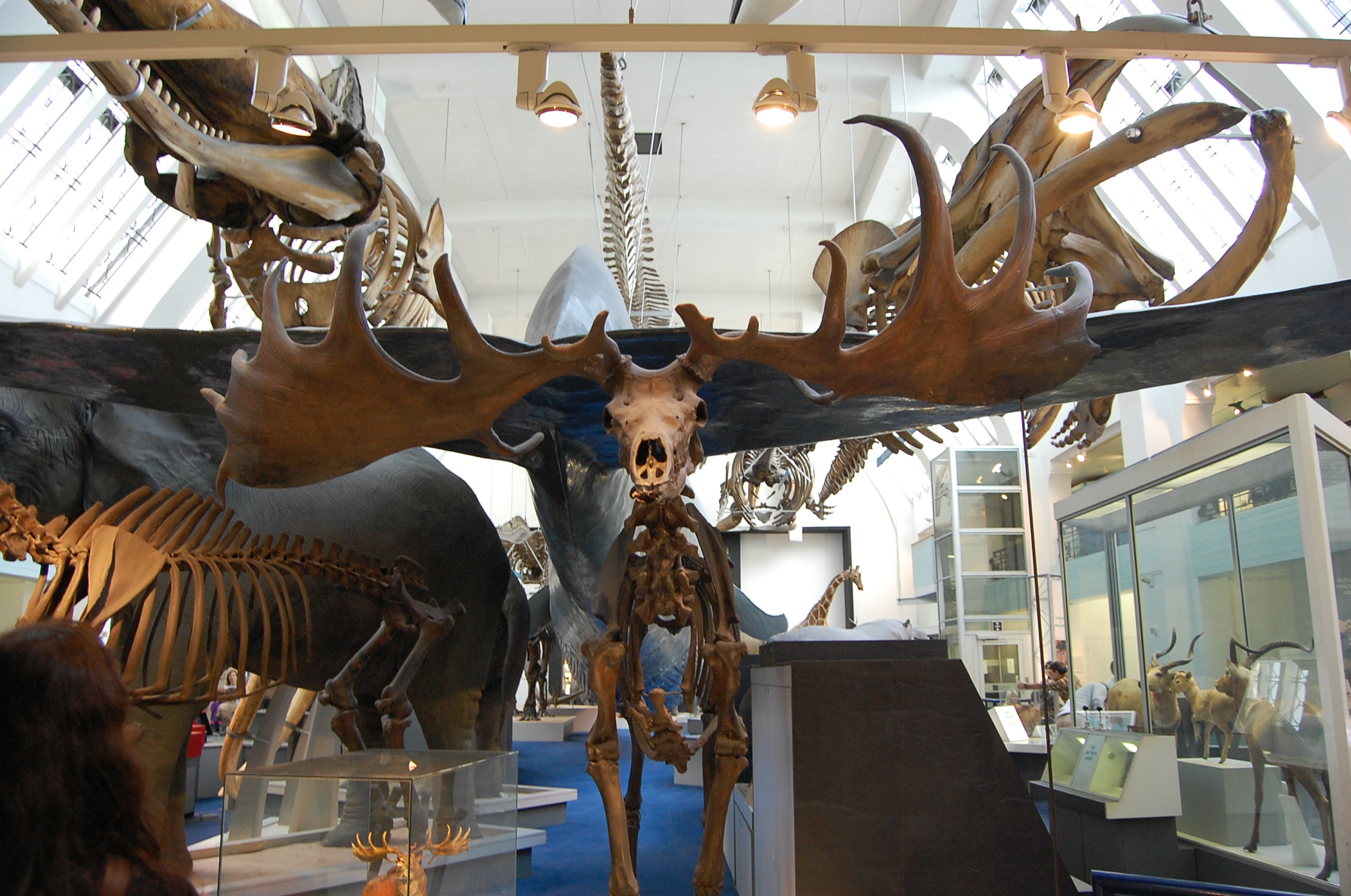 large moose bones and antlers on display at a museum