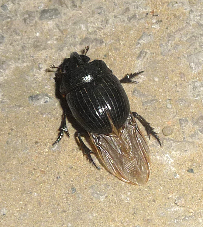 a brown and black insect on a cement ground