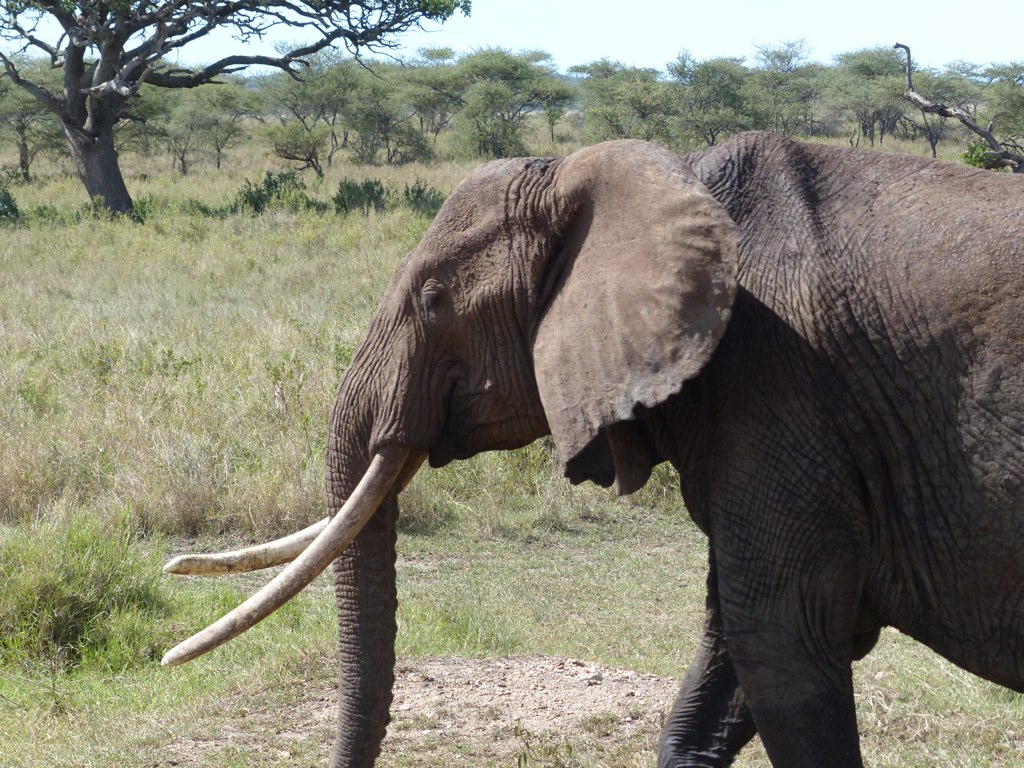a elephant with long tusks walks in the grass