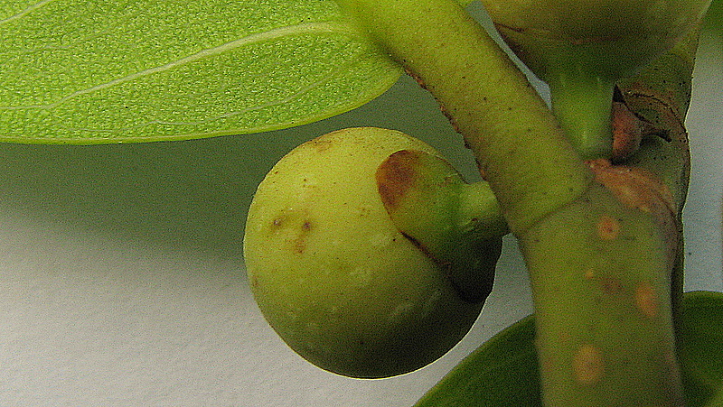 the fruit is on the nch ready to be picked