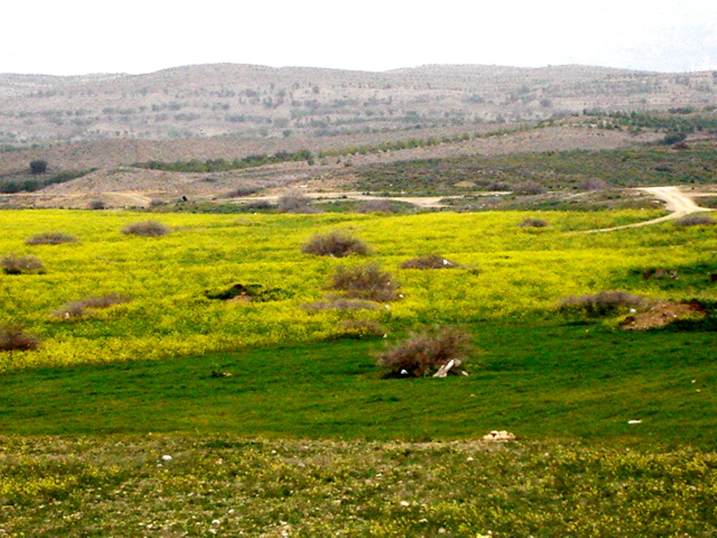 animals walking in an open field in the mountains