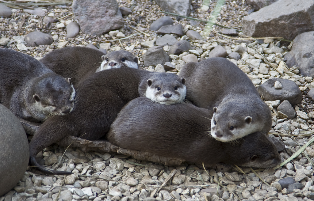 a group of otters are resting on a rock bed