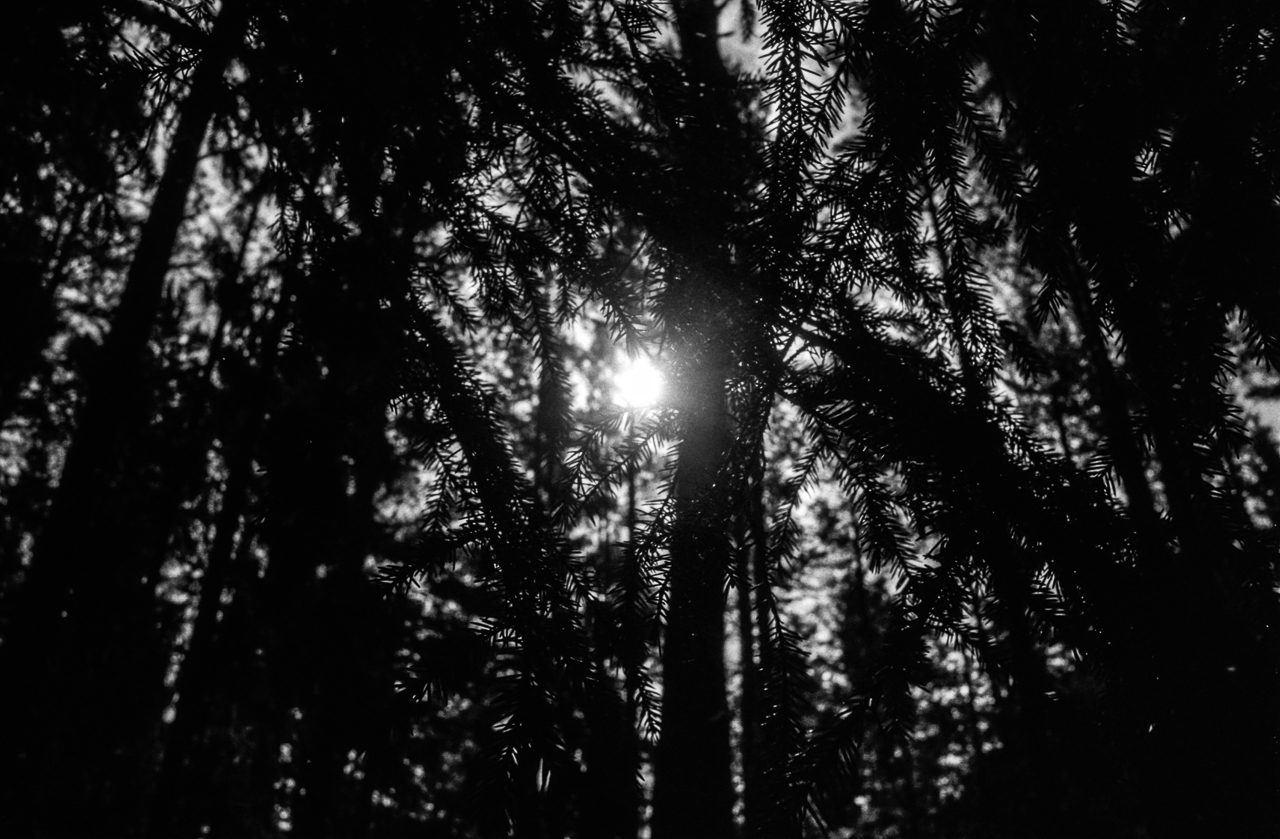 the sun shining through some trees in the woods