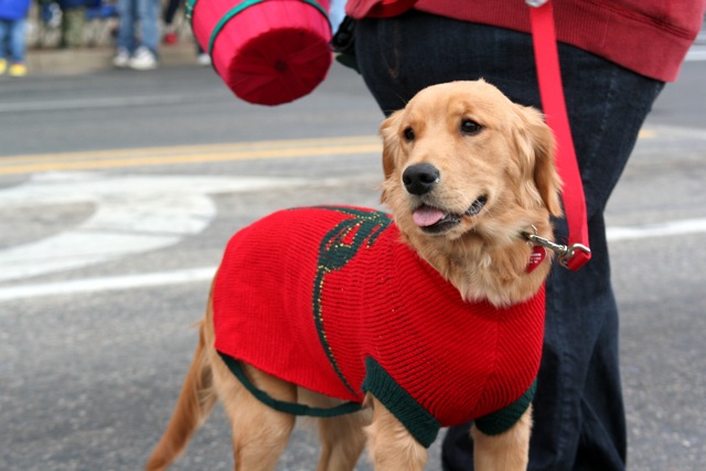 dog in red sweater standing on a street with its owner