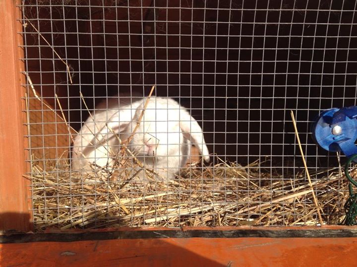 a bunny in the animal enclosure behind a fence