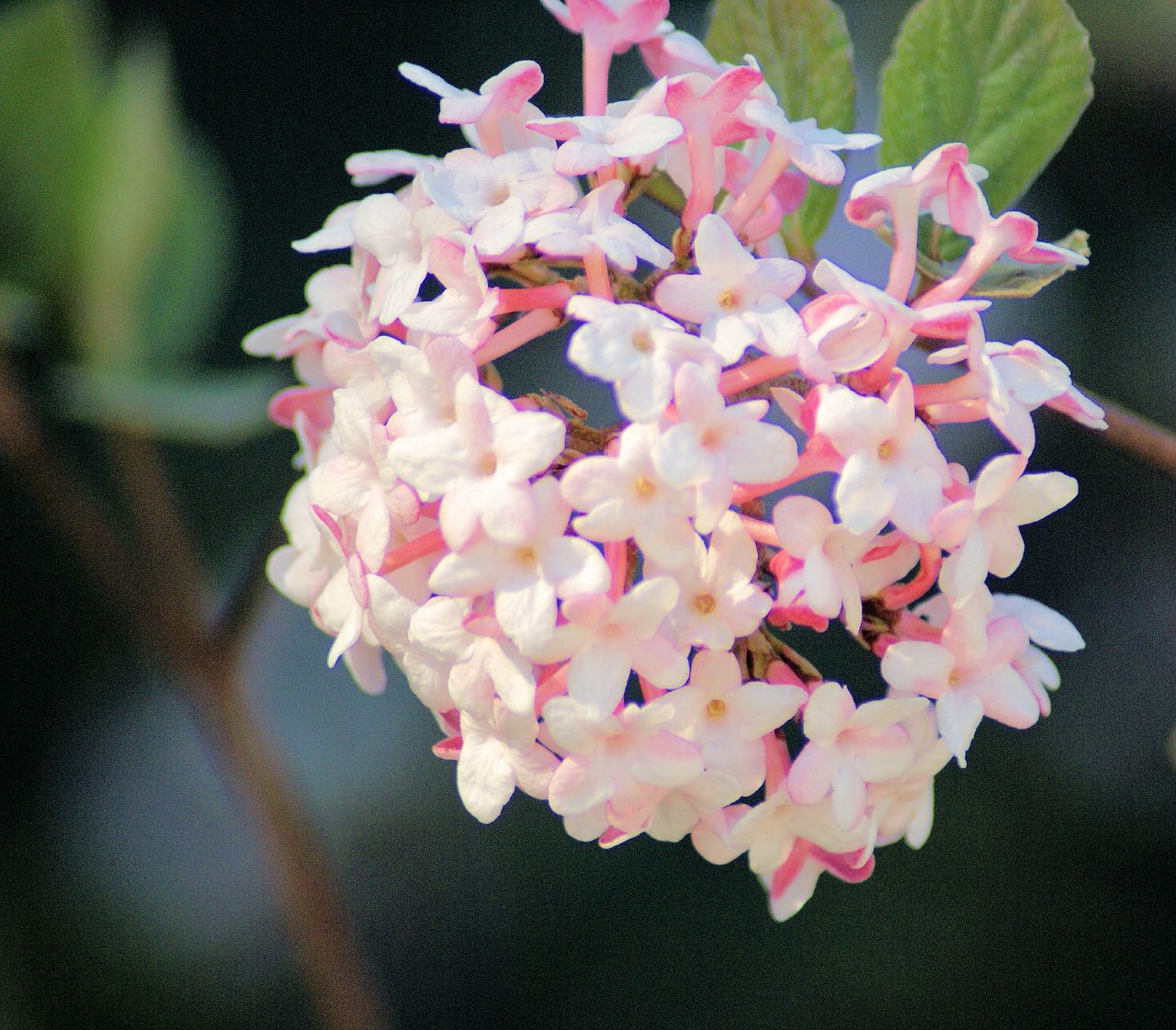 a bunch of pink and white flowers with green leaves