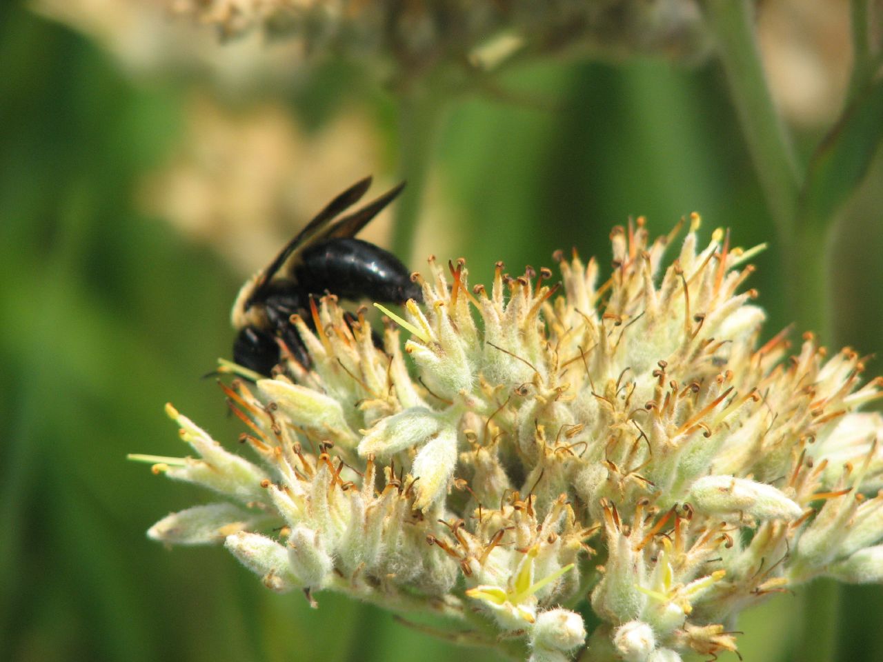 there is a small black bug on a white flower