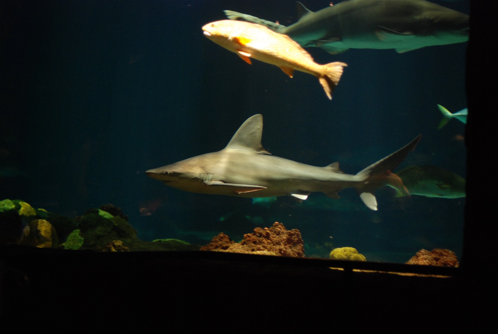 two shark and some other sharks in an aquarium