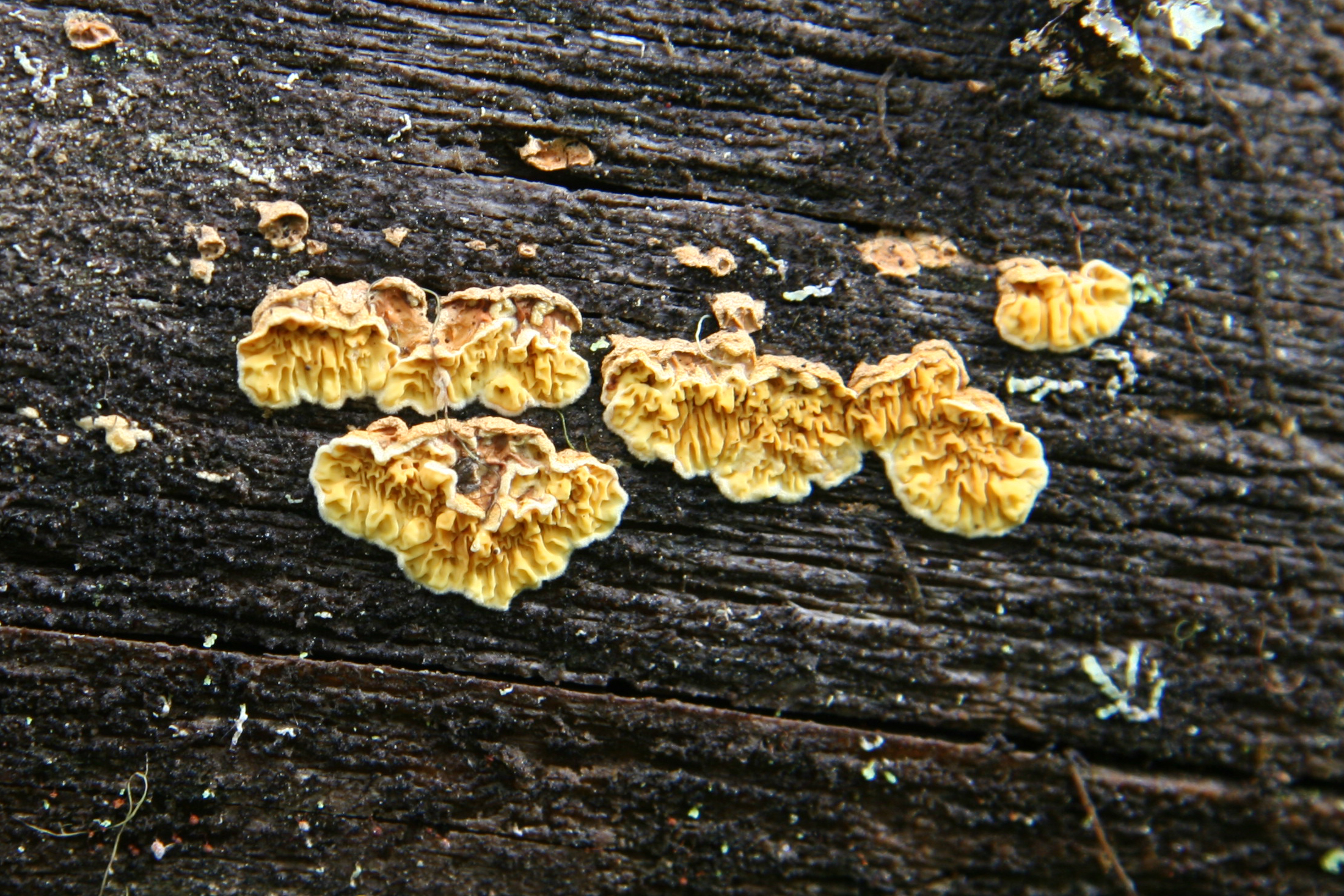 several small yellow mushrooms that are sitting on a wooden surface