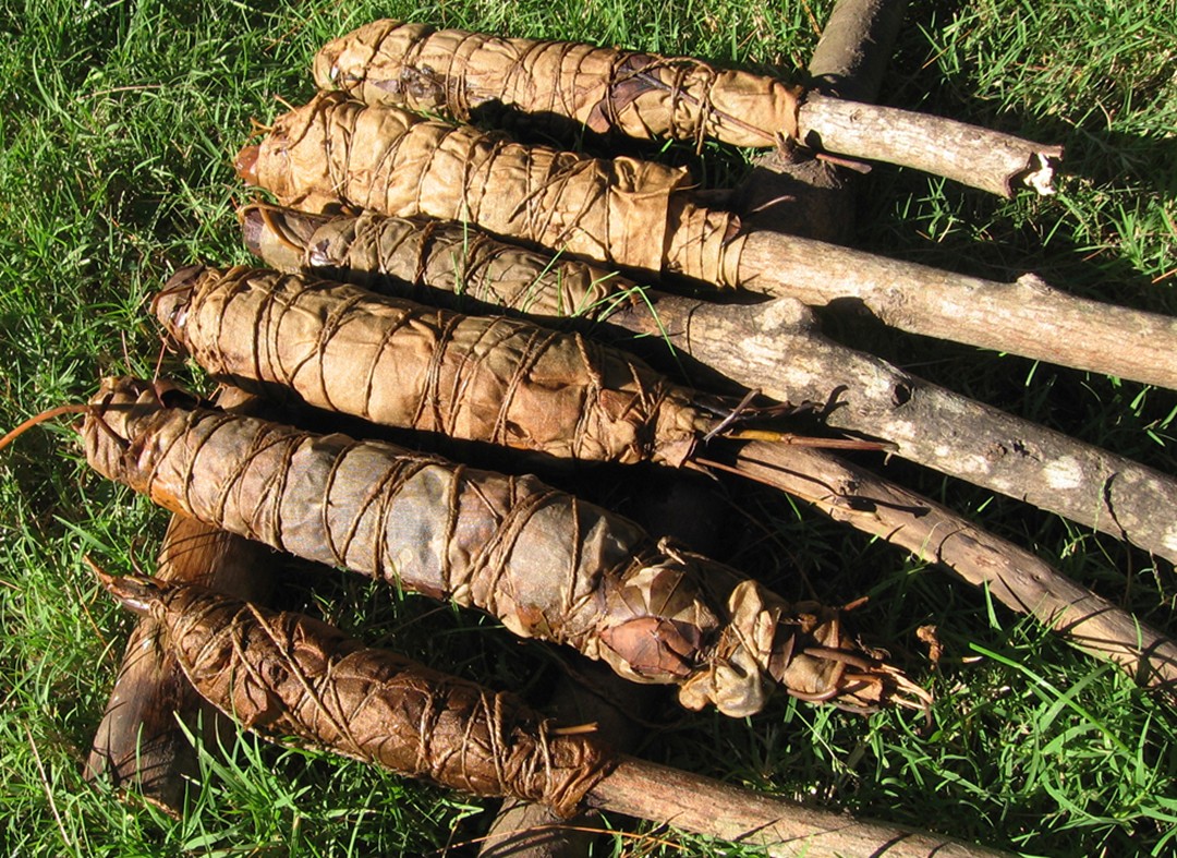 a stack of large, long wood sticks with knots in the grass