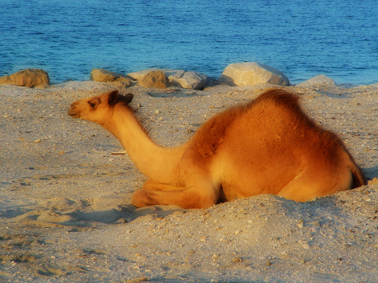 a camel lies in the sand near the water