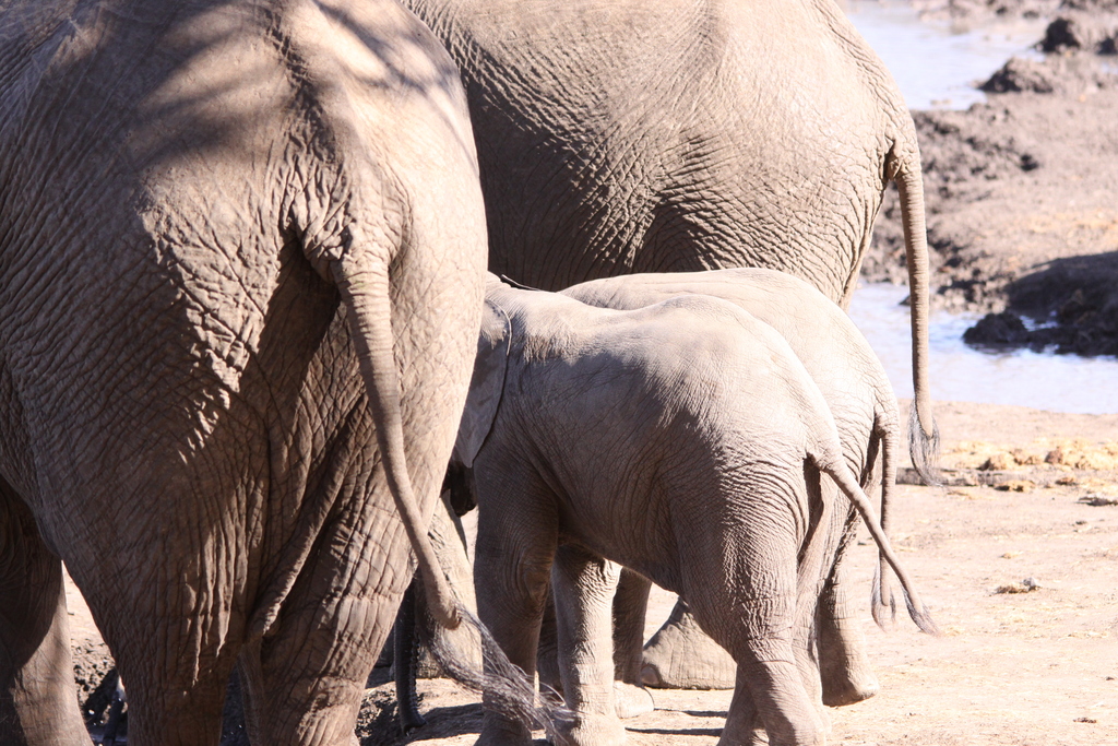 a large elephant walks with a baby elephant