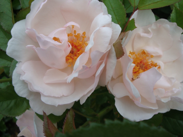 a close - up of two roses sitting next to each other