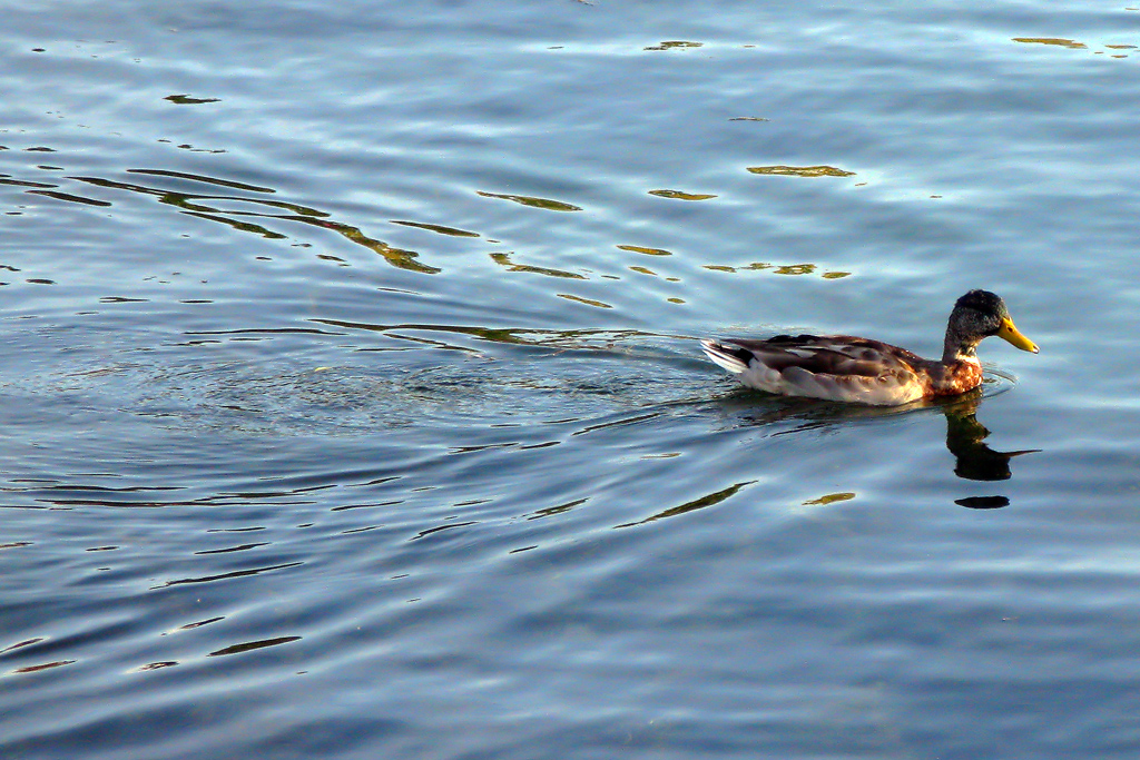 a duck swimming in a large body of water