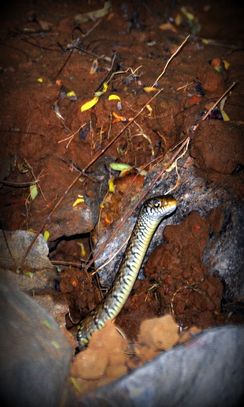 an snake sits in the dirt beside the water