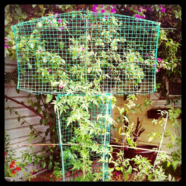 a trellis holding up a plant with flowers growing on it