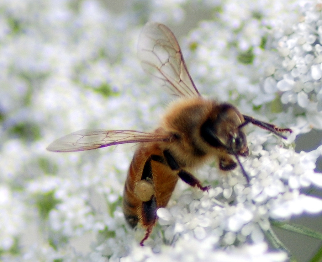 bee sitting on top of a bunch of white flowers