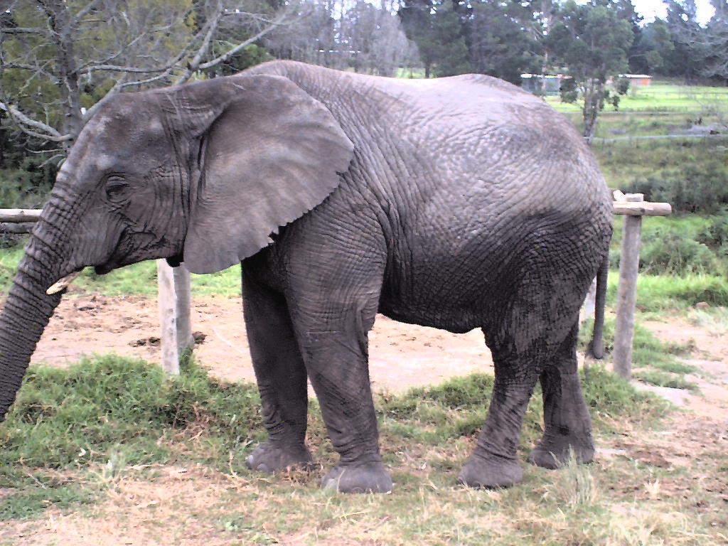 an elephant in a fenced enclosure at a zoo