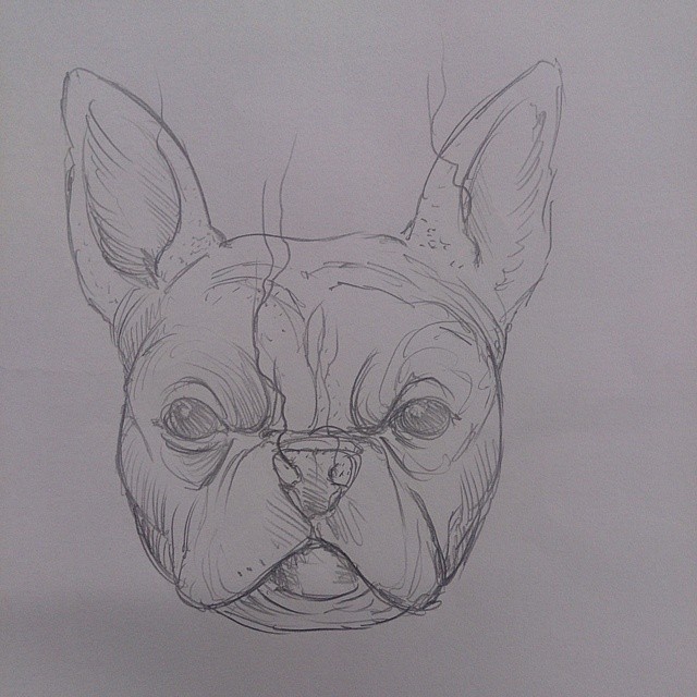 a drawing of a small dog's head in graphite